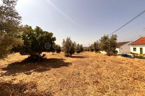 Terra a Olaia e Paco, Santarem, Olaia e Paco - € 120.000 | Ref: TM93445 - foto 8