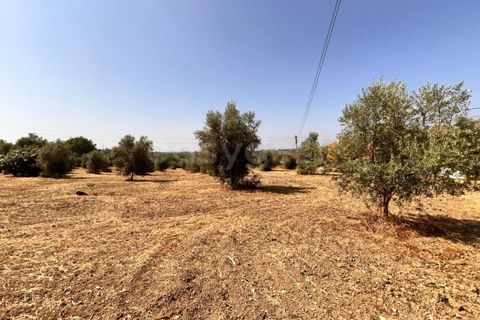 Terra a Olaia e Paco, Santarem, Olaia e Paco - € 120.000 | Ref: TM93445 - foto 9