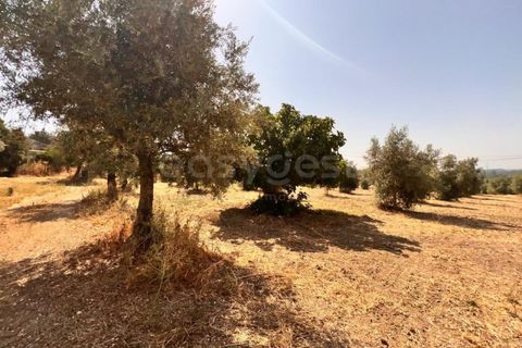 Terra a Olaia e Paco, Santarem, Olaia e Paco - € 120.000 | Ref: TM93453 - foto 2