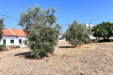 Terra a Olaia e Paco, Santarem, Olaia e Paco - € 120.000 | Ref: TM93453 - foto 6
