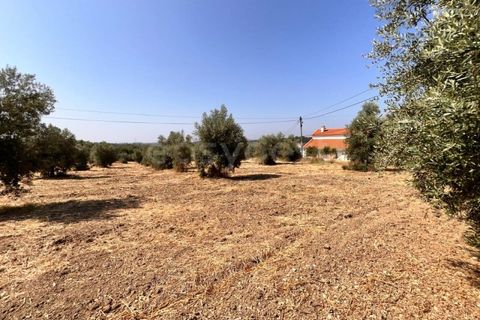 Terra a Olaia e Paco, Santarem, Olaia e Paco - € 120.000 | Ref: TM93453 - foto 10