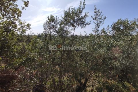Tomt i Tomar, Santarem, Tomar - € 20 200 | Ref: 01012-23 - foto 8