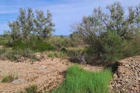 Landejendom i L'Ampolla, Tarragona, L'Ampolla - € 35.000 | Ref: Finca_Petit_Ulldello/7003 - foto 13