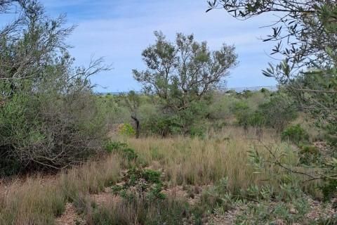 Landejendom i L'Ampolla, Tarragona, L'Ampolla - € 35.000 | Ref: Finca_Petit_Ulldello/7003 - foto 14