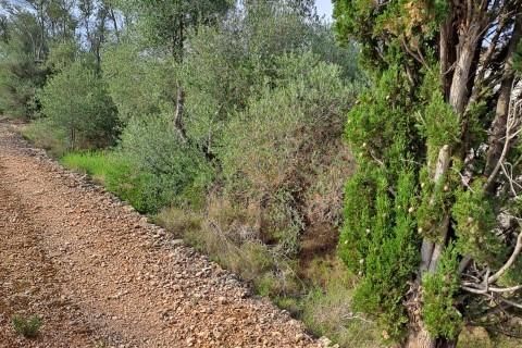 Landejendom i L'Ampolla, Tarragona, L'Ampolla - € 35.000 | Ref: Finca_Petit_Ulldello/7003 - foto 15