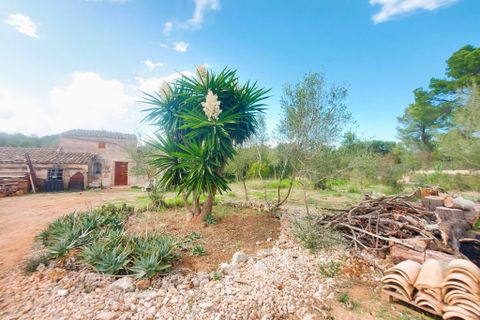 Cortijo i Muro, Mallorca, Muro - € 350.000 | Ref: C-C380 - foto 16