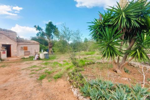 Cortijo i Muro, Mallorca, Muro - € 350.000 | Ref: C-C380 - foto 20