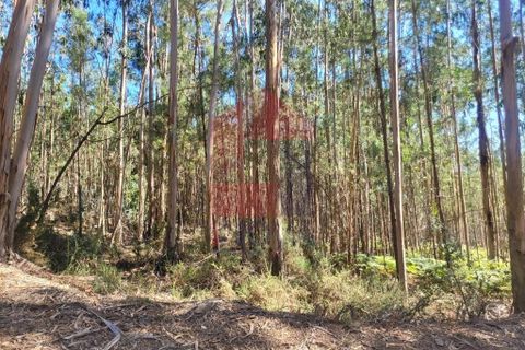 Helårsgrund i Vila Verde, Braga, Vila Verde - € 13.500 | Ref: 08149 - foto 8
