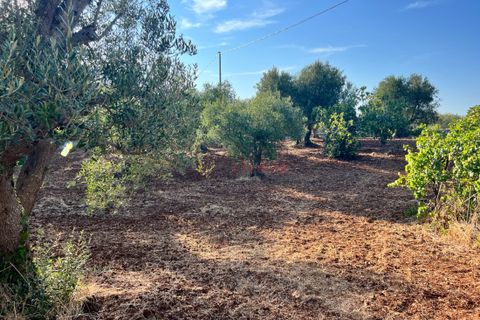 Landejendom i Cisternino, Brindisi, Cisternino - € 140.000 | Ref: 242 - foto 7