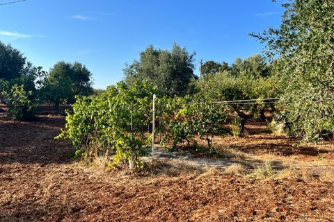 Landejendom i Cisternino, Brindisi, Cisternino - € 140.000 | Ref: 242 - foto 4