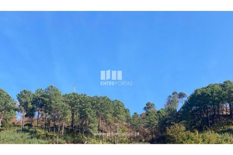Helårsgrund i Cinfaes, Viseu, Cinfaes - € 29.000 | Ref: MC09585 - foto 4