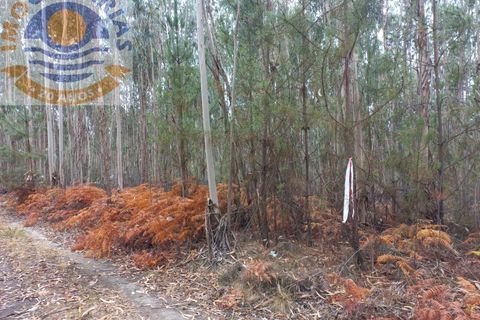 Helårsgrund i Ourem, Santarem, Ourem - € 9.000 | Ref: 2022047 - foto 5