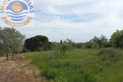Terra a Gondemaria e Olival, Santarem, Gondemaria e Olival - € 15.000 | Ref: 2022031 - foto 4