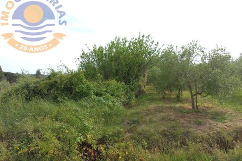 Terra a Gondemaria e Olival, Santarem, Gondemaria e Olival - € 15.000 | Ref: 2022031 - foto 5