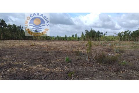 Helårsgrund i Ourem, Santarem, Ourem - € 550.000 | Ref: 2020051 - foto 5