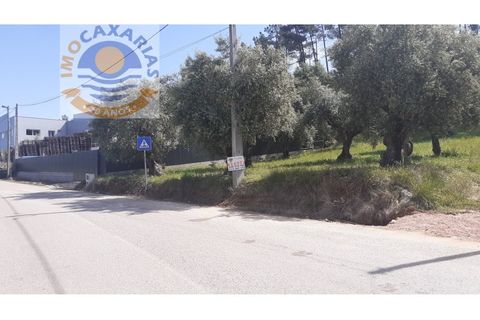 Terra a Freixianda, Santarem, Freixianda - € 29.000 | Ref: 2021027 - foto 2