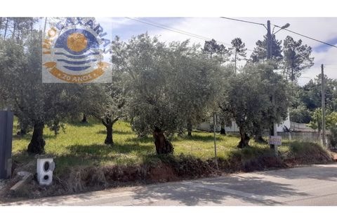 Terra a Freixianda, Santarem, Freixianda - € 29.000 | Ref: 2021027 - foto 3