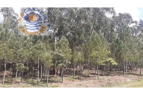 Helårsgrund i Ourem, Santarem, Ourem - € 5.500 | Ref: 2021024 - foto 2
