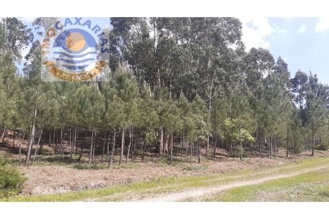 Helårsgrund i Ourem, Santarem, Ourem - € 5.500 | Ref: 2021024 - foto 3
