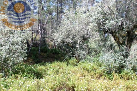 Helårsgrund i Ourem, Santarem, Ourem - € 9.000 | Ref: 2017041 - foto 2