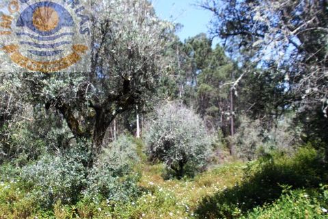 Helårsgrund i Ourem, Santarem, Ourem - € 9.000 | Ref: 2017041 - foto 3