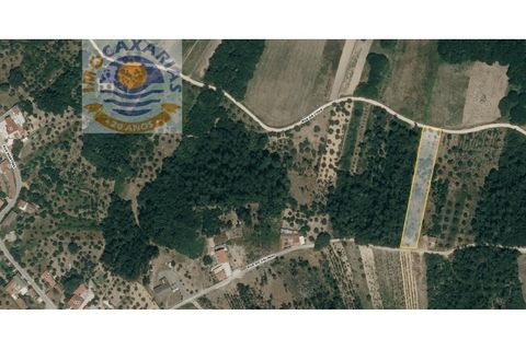 Helårsgrund i Ourem, Santarem, Ourem - € 6.000 | Ref: 2017061 - foto 7