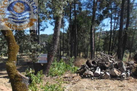 Helårsgrund i Ourem, Santarem, Ourem - € 22.500 | Ref: 2018053 - foto 4