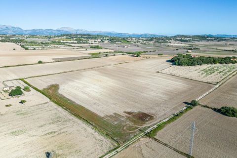 Tomt i Maria De La Salut, Mallorca - foto 2