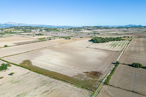 Tomt i Maria De La Salut, Mallorca - foto 3