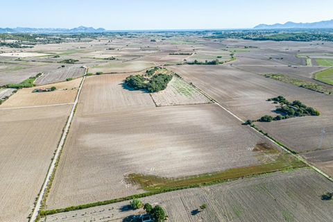 Tomt i Maria De La Salut, Mallorca - foto 5