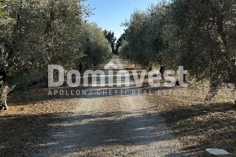 Landejendom i Capalbio, Grosseto, Capalbio - € 600.000 | Ref: D-PEDEMONANA-V - foto 3