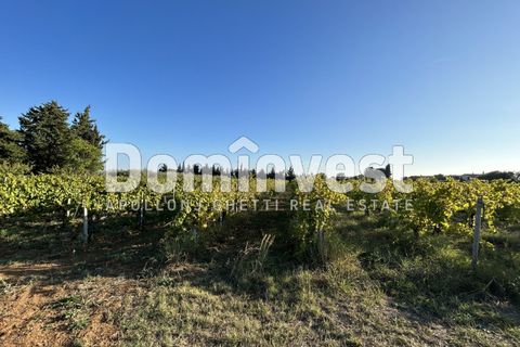 Landejendom i Capalbio, Grosseto, Capalbio - € 600.000 | Ref: D-PEDEMONANA-V - foto 5