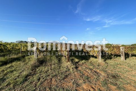 Landejendom i Capalbio, Grosseto, Capalbio - € 600.000 | Ref: D-PEDEMONANA-V - foto 6