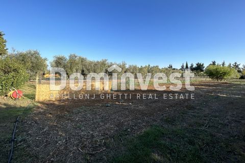 Landejendom i Capalbio, Grosseto, Capalbio - € 600.000 | Ref: D-PEDEMONANA-V - foto 8