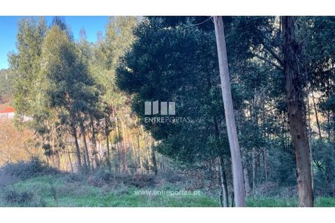 Terra a Areosa, Viana do Castelo, Areosa - € 60.000 | Ref: VCC14195 - foto 3