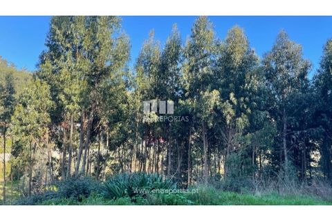 Terra a Areosa, Viana do Castelo, Areosa - € 60.000 | Ref: VCC14195 - foto 26