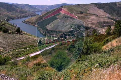 Farm i Tabuaco, Viseu, Tabuaco - € 850.000 | Ref: 2041/V - foto 4