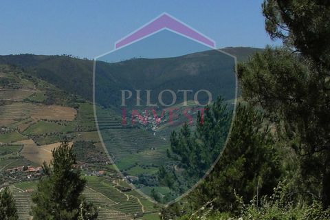 Farm i Tabuaco, Viseu, Tabuaco - € 850.000 | Ref: 2041/V - foto 7
