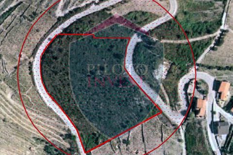 Farm i Tabuaco, Viseu, Tabuaco - € 850.000 | Ref: 2041/V - foto 9