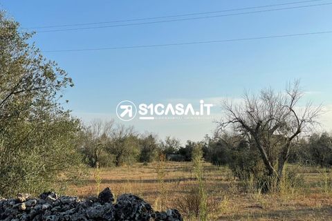 Terra a Galatone, Lecce, Galatone - € 35.000 | Ref: TOR-1283 - foto 2