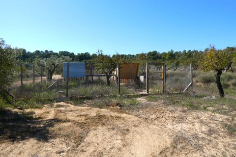 Finca i Maella, Zaragoza, Maella - € 66.000 | Ref: 0947 - foto 12