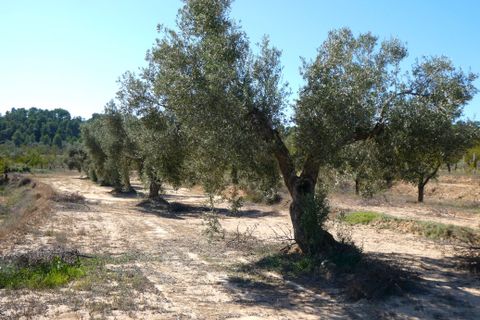 Finca i Maella, Zaragoza, Maella - € 66.000 | Ref: 0947 - foto 30