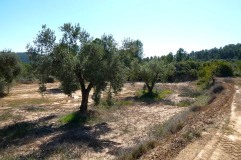 Finca i Maella, Zaragoza, Maella - € 66.000 | Ref: 0947 - foto 29