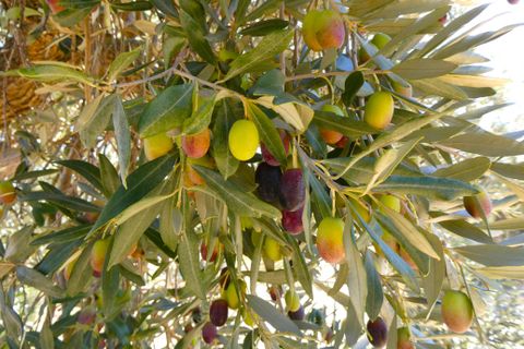 Finca i Maella, Zaragoza, Maella - € 66.000 | Ref: 0947 - foto 32