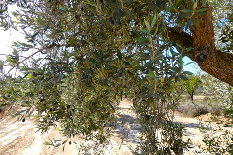 Finca i Maella, Zaragoza, Maella - € 66.000 | Ref: 0947 - foto 31