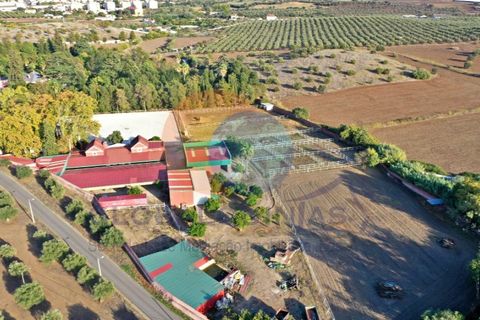 Farm i Elvas, Portalegre, Elvas - € 8.500.000 | Ref: QUI2249 - foto 4