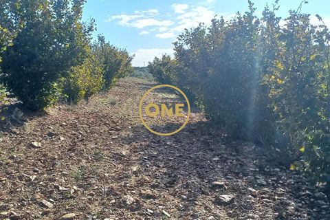 Helårsgrund i Vimioso, Braganca, Vimioso - € 27.000 | Ref: ONE0011230-22 - foto 4
