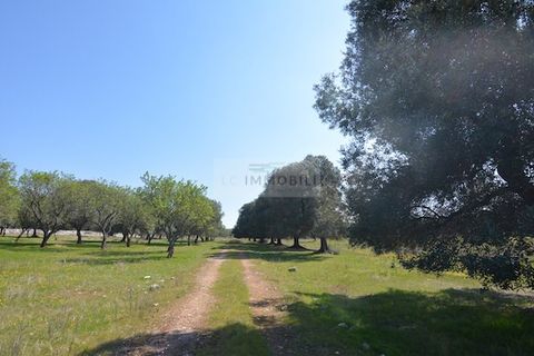 Terra a Ostuni, Brindisi, Ostuni - € 200.000 | Ref: Sold  tr41 - foto 10