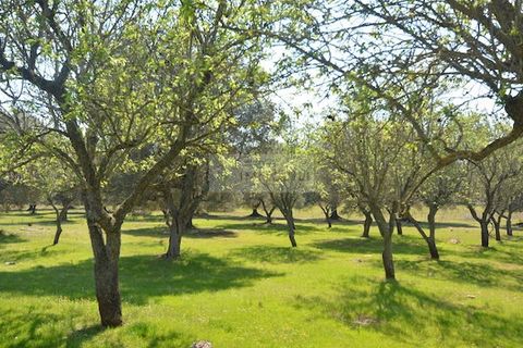 Terra a Ostuni, Brindisi, Ostuni - € 200.000 | Ref: Sold  tr41 - foto 15