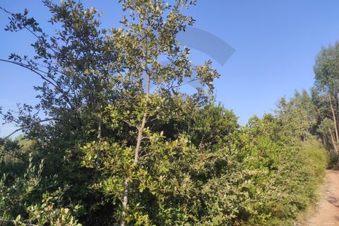Tomt i Fatima, Santarem, Fatima - € 10 000 | Ref: C0269-01646 - foto 2